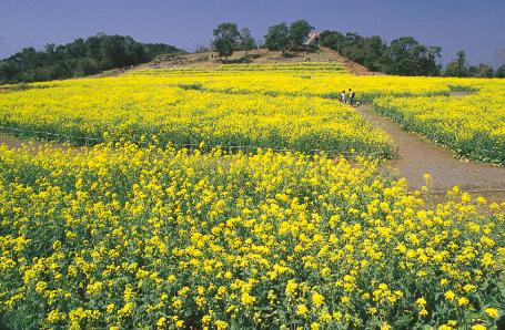 展海峰菜の花ウォーク-0