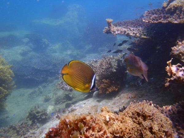 高島シュノ―ケリングピクニック-2