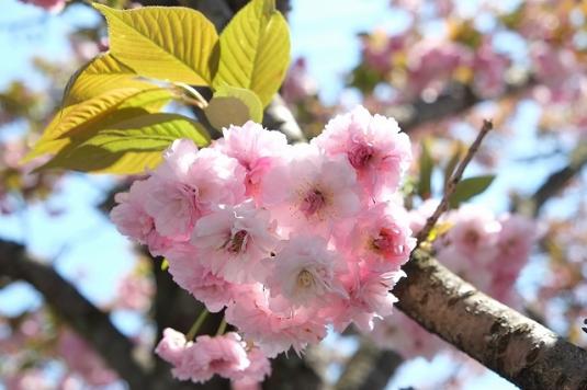 大村桜まつり-3