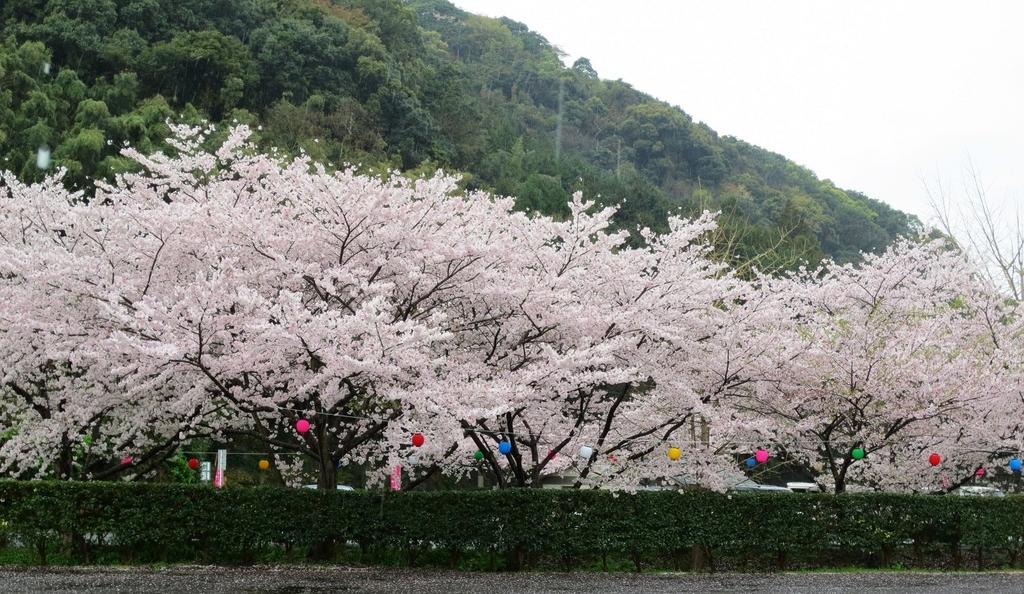七ツ釜鍾乳洞と里山の櫻と菜の花　春爛漫-1
