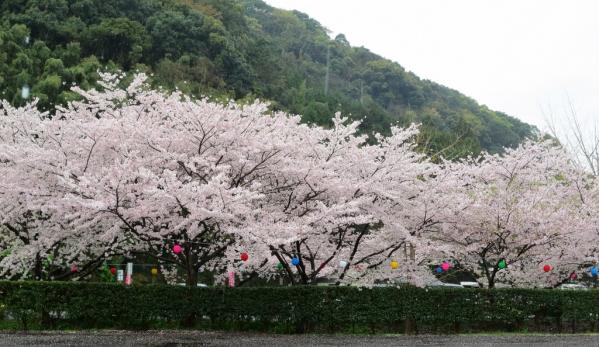 七ツ釜鍾乳洞と里山の櫻と菜の花　春爛漫-1