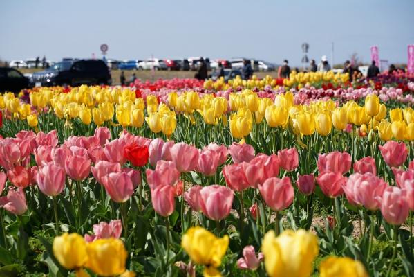 カッピー香水宝想花田端豊香園