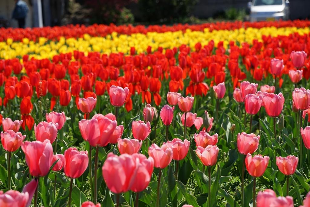 香焼チューリップまつり-1