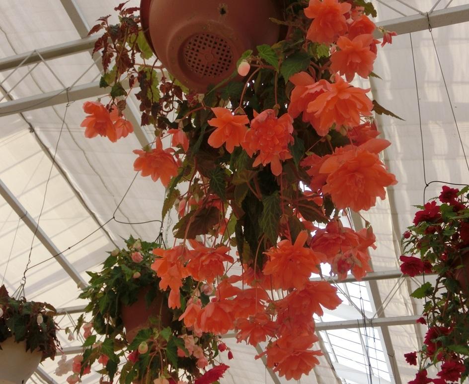 佐世保花園 観光スポット 公式 長崎観光 旅行ポータルサイト ながさき旅ネット 佐世保花園 観光スポット 公式 長崎観光 旅行ポータルサイト ながさき旅ネット