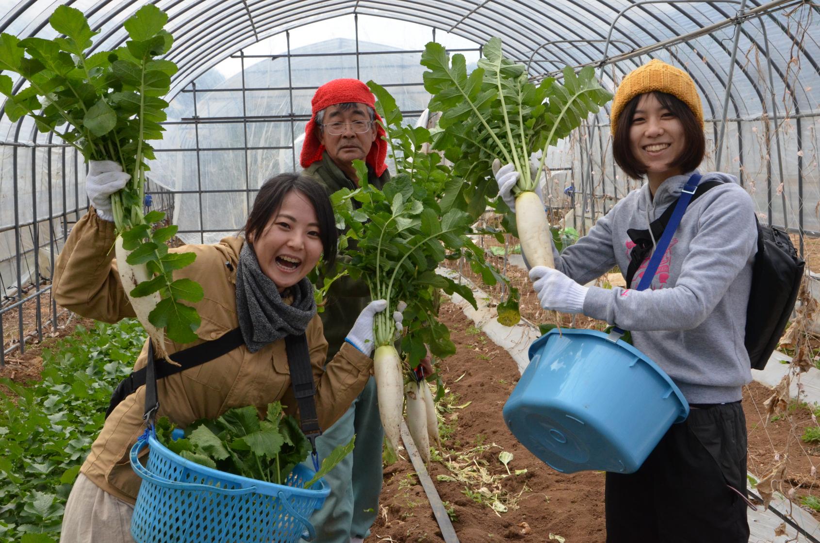 農業体験（旬野菜の収穫体験）-4