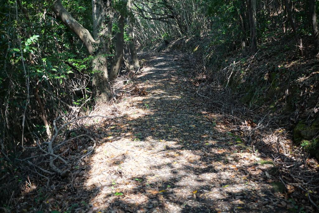 城ヶ岳トレッキング体験-1