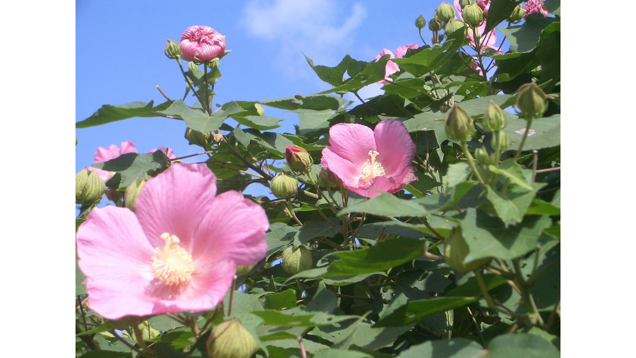 高浜海水浴场-3