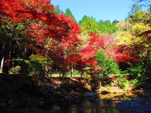 舟志紅葉街道-2