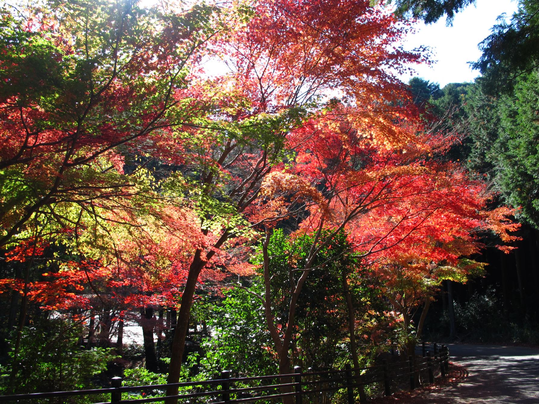 舟志紅葉街道-1