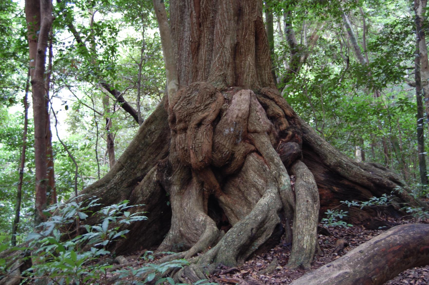 龍良山原始林