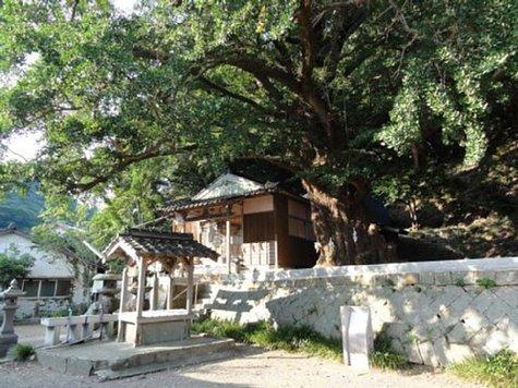 六御前神社の大銀杏（むつのごぜんじんじゃのおおいちょう）-1