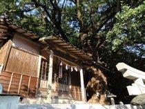 六御前神社の大銀杏（むつのごぜんじんじゃのおおいちょう）-1