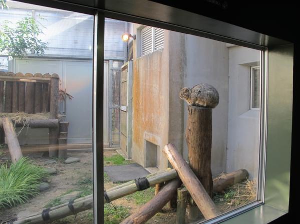 Tsushima Wildlife Conservation Centre-6