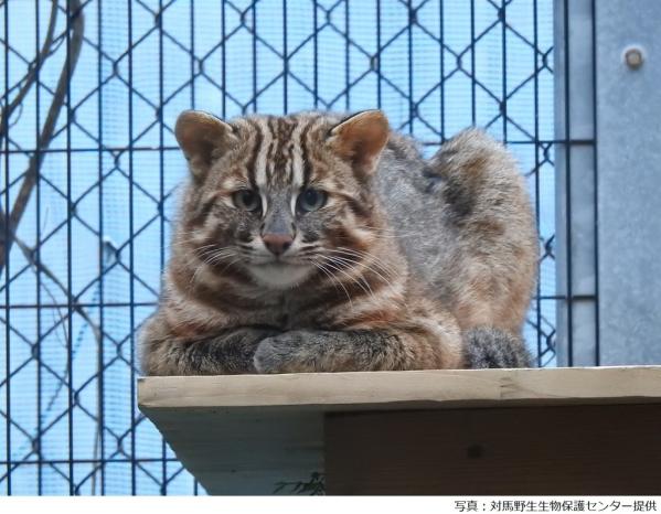 環境省 対馬野生生物保護センター-0