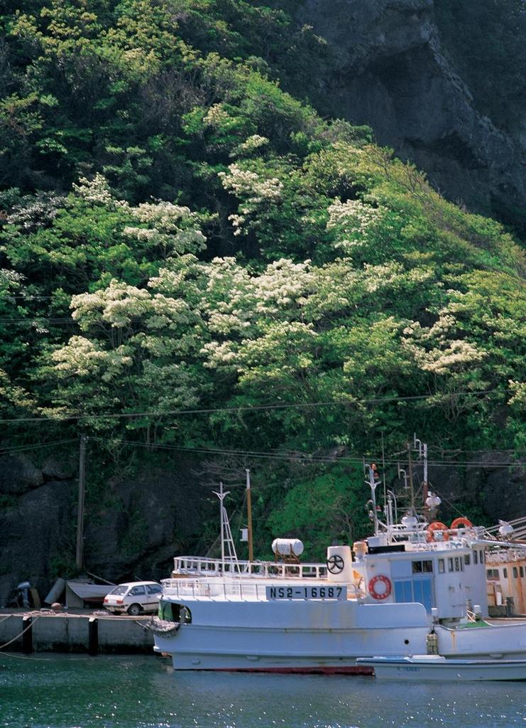 鰐浦のヒトツバタゴ-1