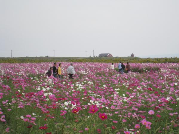 干陸地フラワーゾーン-1