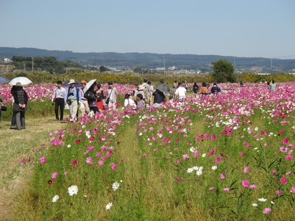 干陸地フラワーゾーン-3