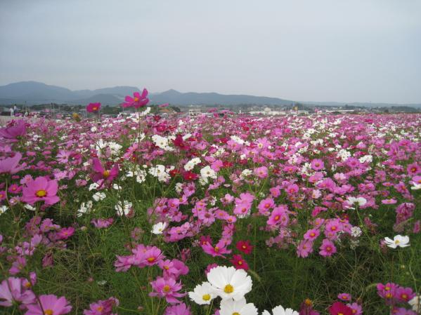 干陸地フラワーゾーン-0