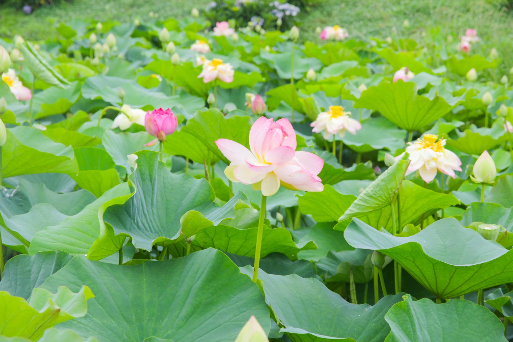 唐比(からこ)ハス園-1