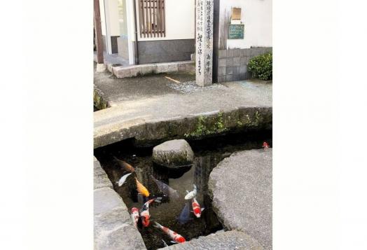 The City of Swimming Carps-4