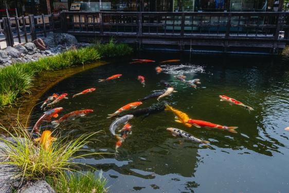 The City of Swimming Carps-2