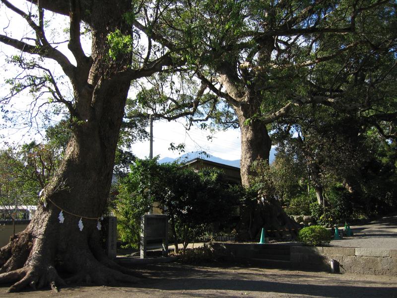 深江諏訪神社の社叢-1