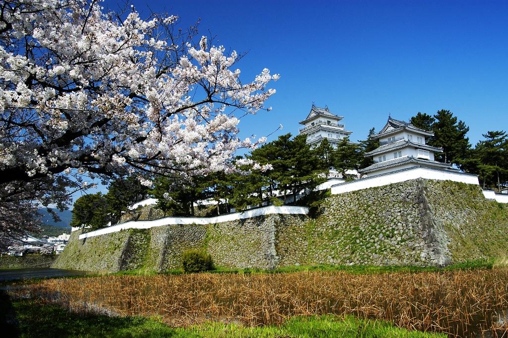 桜の名所（島原城堀端）-1